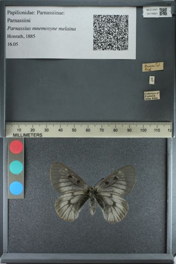 Media type: image;   Entomology 179921